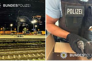 Die Bundespolizei betont nach ungewöhnlichem Taubeneinsatz, wann immer möglich wird versucht auch Tiere zu retten.