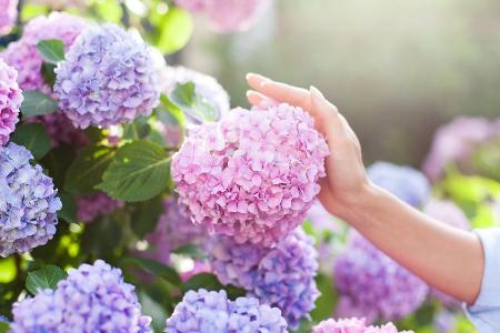 Hydrangea pflegen: Wie Hortensien üppig blühen Hydrangea pflegen: Wie Hortensien üppig blühen