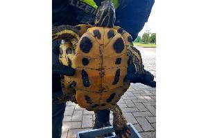 Schildkröte Bauchseite