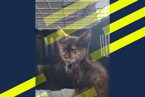 Katze