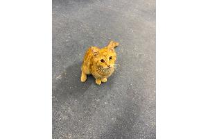 Fundkatze