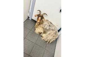 Foto: Polizei Wesel