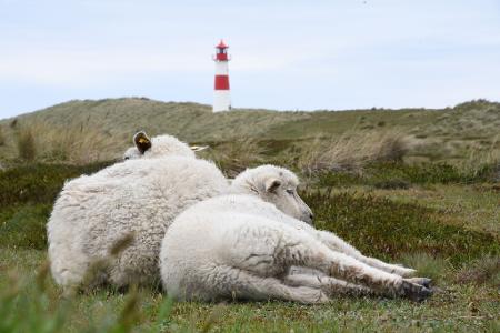 Der Goldschakal, der auf Sylt Dutzende Lämmer gerissen hat, darf wieder gejagt werden (Archivbild). Der Goldschakal, der auf Sylt Dutzende Lämmer gerissen hat, darf wieder gejagt werden (Archivbild).