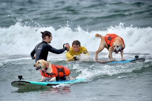 Auch Hunde können sich fürs Surfen begeistern - aber Schwimmwesten sind Pflicht.