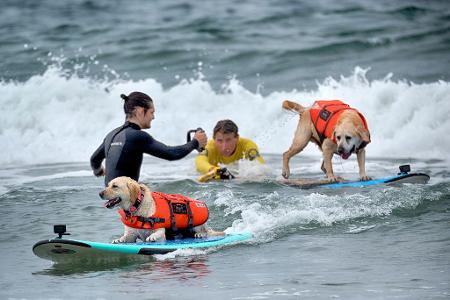 Auch Hunde können sich fürs Surfen begeistern - aber Schwimmwesten sind Pflicht. Auch Hunde können sich fürs Surfen begeistern - aber Schwimmwesten sind Pflicht.