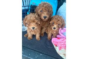 Hundewelpen im Pkw (Bildrechte: PD Hannover)