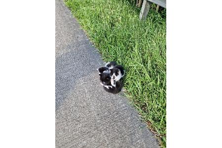 Katzen Autobahndreieck Ahlhorn Katzen Autobahndreieck Ahlhorn