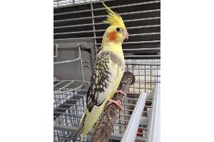 Dieser Nymphensittich wurde am Freitag in Bremerhaven-Geestemünde gefunden und wartet nun im Tierheim auf seine Besitzer. Foto: Tierschutz Bremerhaven