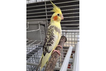Dieser Nymphensittich wurde am Freitag in Bremerhaven-Geestemünde gefunden und wartet nun im Tierheim auf seine Besitzer. Foto: Tierschutz Bremerhaven