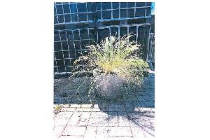 Sichergestellte Pflanze 1