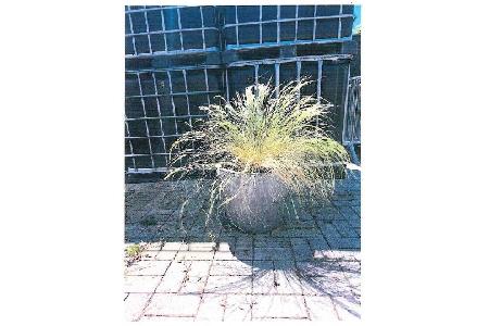 Sichergestellte Pflanze 1