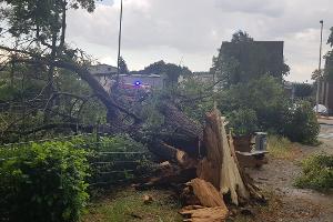 umgestürzter Baum