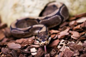 Königspythons (Python regius) sind eine geschützte Art. (Archivbild)