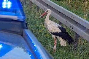 Storch