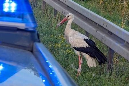 Storch