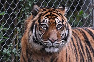 Sumatra-Tiger kommen nur auf der gleichnamigen Insel vor, aber es werden immer weniger. (Archivbild)