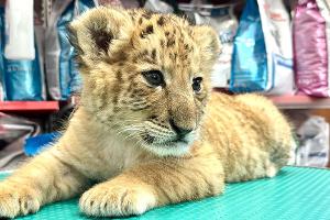 Das seltene Hybrid Liger - eine Kreuzung aus Löwe und Tiger - wurde Mitte Mai 2025 im Zoo von Zaharesti, nahe der Stadt Suceava, im Nordosten Rumäniens geboren.
