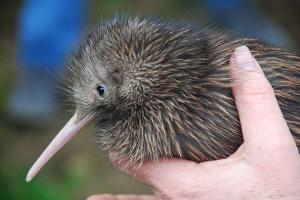 Zwergkiwi in Neuseeland wiederentdeckt