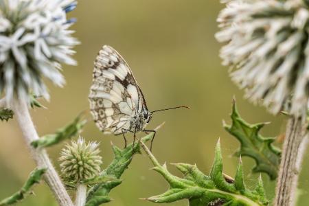 Nahe Rottweil hat sich ein Schachbrettfalter auf einer Distel niedergelassen.