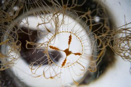 Gefährliche Klammerquallen in der Ostsee Gefährliche Klammerquallen in der Ostsee