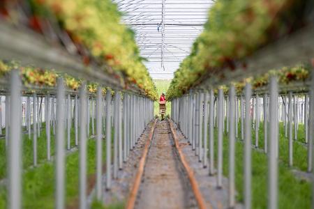 Moderne Erdbeerkultur: Höhere Erträge und leichtere Arbeit.