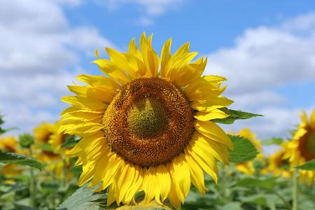 Sonnenblumen stehen auf einem Feld in Quedlinburg. 