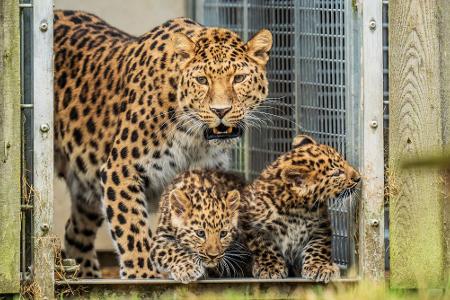 Zwei Amurleoparden-Welpen, die noch keinen Namen haben, machen neben ihrer Mutter Kristen ihre ersten Schritte in ihrem Junior-Reservat im Yorkshire Wildlife Park.