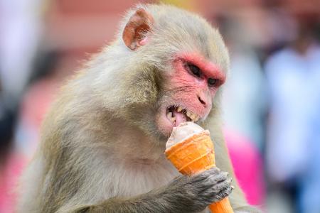 Erfrischung - Ein Affe genießt ein Eis in Kathmandu. 