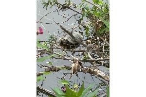 Schildkröte