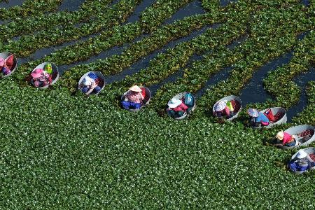 Bewohner von Huaian ernten in der ostchinesischen Provinz Jiangsu Wasserkastanien.