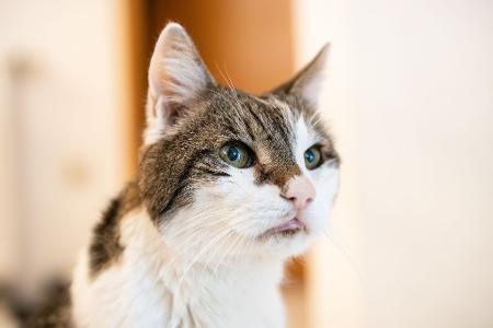 Katzen sollen auch in Amsterdam sicher wieder nach Hause kommen. (Symbolbild)