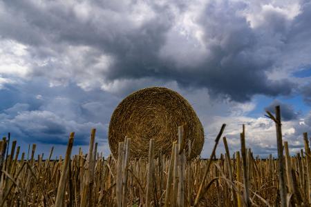 Volle Rolle: Eine Strohrolle liegt unter dunklen Wolken auf einem Feld im Landkreis Oder-Spree in Brandenburg.