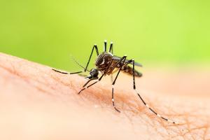 WHO warnt vor Chikungunya-Epidemie 
