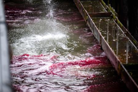 Ein roter Ölteppich bereitet sich auf dem Wasser aus.