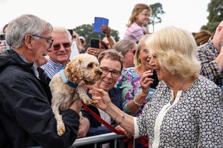 Königin Camilla begrüßt einen Hund und seinen Besitzer während eines Besuchs der Sandringham Flower Show in Sandringham House in Norfolk.