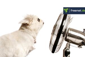 Tischventilator