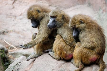 Die Gruppe der Guinea-Paviane ist auf 45 Tiere angewachsen und damit zu groß für das Gehege. Die Gruppe der Guinea-Paviane ist auf 45 Tiere angewachsen und damit zu groß für das Gehege.