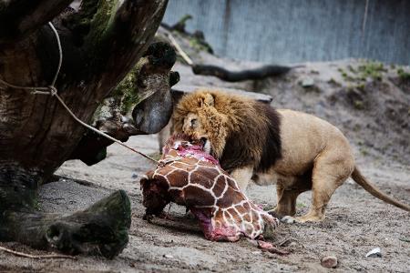 Für Schlagzeilen sorgte 2014 der Kopenhagener Zoo, als er die Giraffe Marius tötete und an Löwen verfütterte.