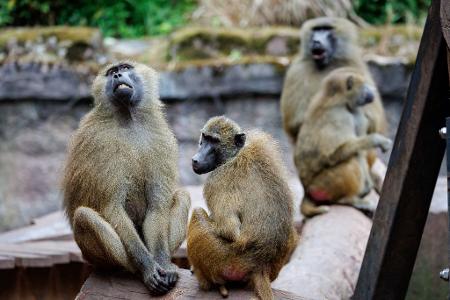 Nach Angaben des Tiergartens kommt es in der Pavian-Gruppe verstärkt zu Konflikten, bei denen sich die Tiere verletzen.
