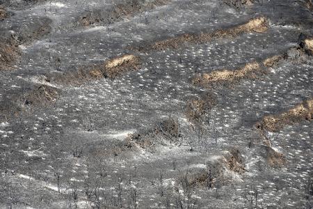 Den Behörden zufolge soll eine Fläche von rund 120 Quadratkilometern verbrannt sein. 