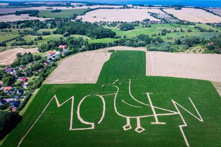Moin - Begrüßung im Maislabyrinth